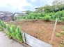 1号地 