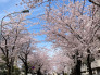「日本の道100選」に指定された常盤平さくら通りが目の前！満開時には、約3.1kmにわたって桜のトンネルが続きます！ 70m