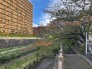 桜並木 10m